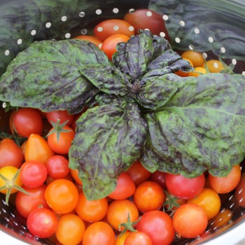 Basilikum Red Lettuce Leaved (Samen)