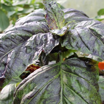 Basilikum Red Lettuce Leaved (Samen)