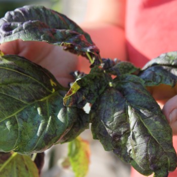 Basilikum Red Lettuce Leaved (Samen)