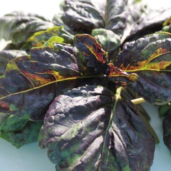Basilikum Red Lettuce Leaved (Samen)