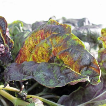 Basilikum Red Lettuce Leaved (Samen)