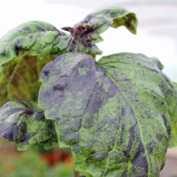 Basilikum Red Lettuce Leaved (Samen)