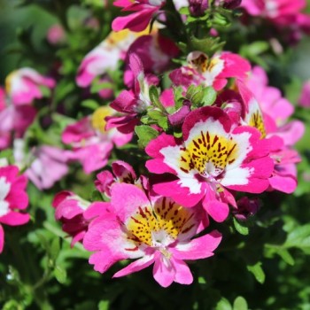 Bauernorchidee Mix (Samen)
