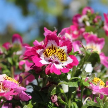 Bauernorchidee Mix (Samen)