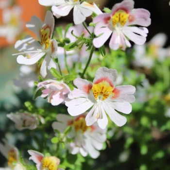 Bauernorchidee Mix (Samen)