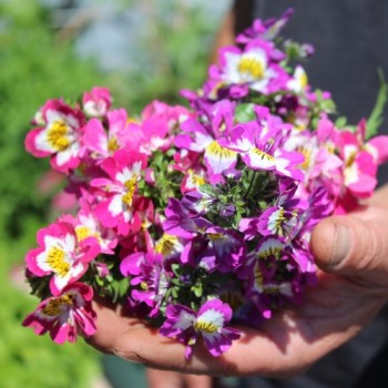 Bauernorchidee Mix (Samen)