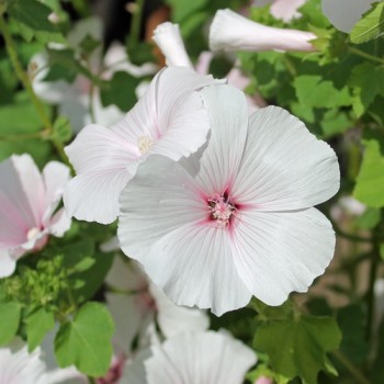 Bechermalve New Dwarf Pink Blush (Samen)