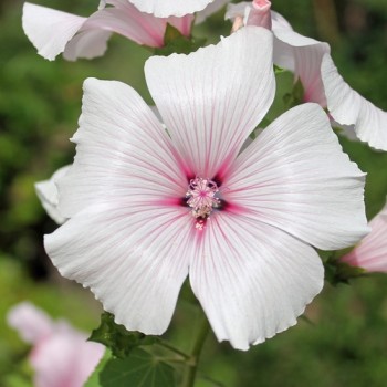 Bechermalve New Dwarf Pink Blush (Samen)