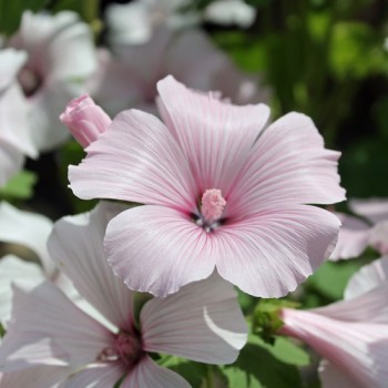 Bechermalve New Dwarf Pink Blush (Samen)