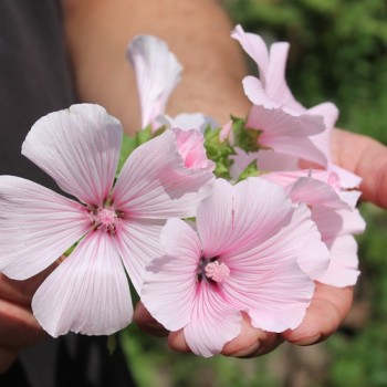 Bechermalve New Dwarf Pink Blush (Samen)
