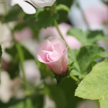 Bechermalve New Dwarf Pink Blush (Samen)