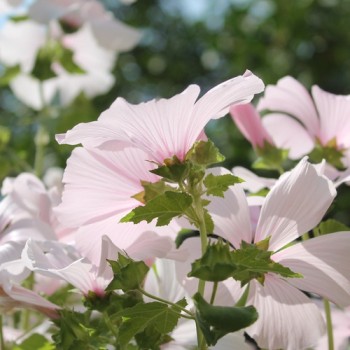 Bechermalve New Dwarf Pink Blush (Samen)