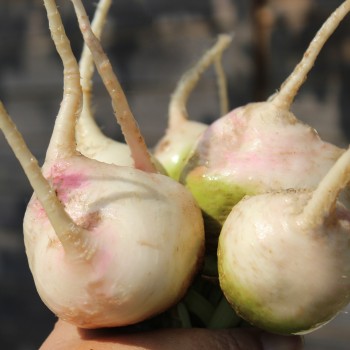 Beete Albino Verecunda (Samen)
