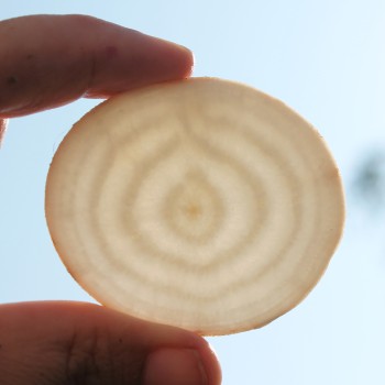 Beete Albino Verecunda (Samen)