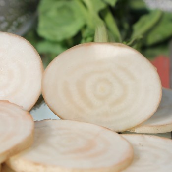 Beete Albino Verecunda (Samen)