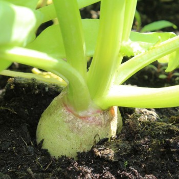 Beete Albino Verecunda (Samen)