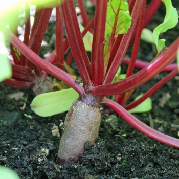 Beete Cylindra (Samen)