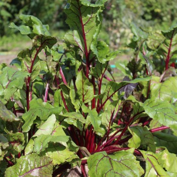 Beete Detroit Dark Red (Samen)