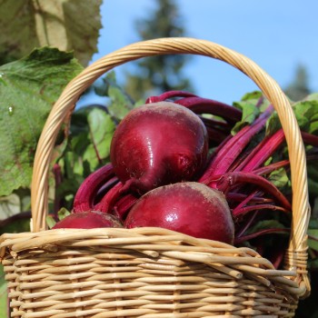 Beete Detroit Dark Red (Samen)