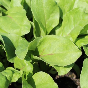 Beete Lutz Green Leaf (Samen)