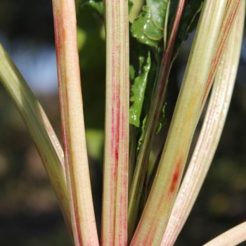 Beete Lutz Green Leaf (Samen)