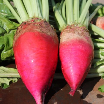 Beete Red Mammoth (Samen)
