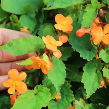 Begonie orange (Pflanze)