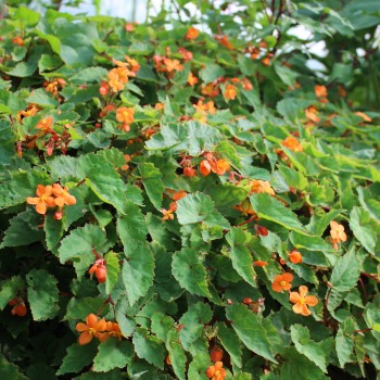 Begonie orange (Pflanze)