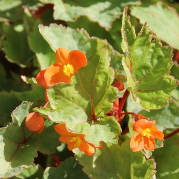 Begonie orange (Pflanze)