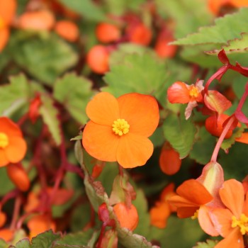 Begonie orange (Pflanze)