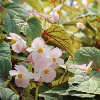 Begonie rosa (Samen)