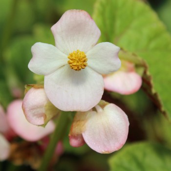 Begonie rosa (Samen)
