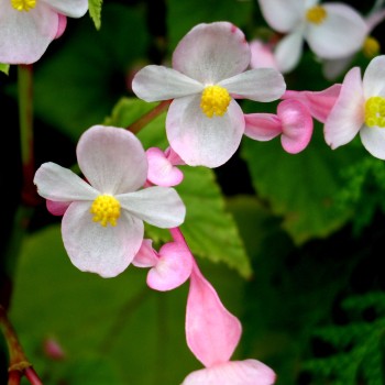 Begonie rosa (Samen)