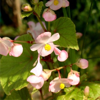 Begonie rosa (Samen)