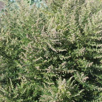 Neu! Beifuß Aureovariegata (Oriental Limelight) (Pflanze)