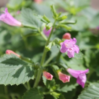 Gartenbergminze großblütig (Samen)