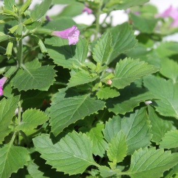 Gartenbergminze großblütig (Samen)