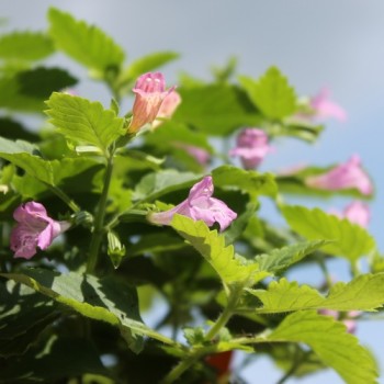 Gartenbergminze großblütig (Samen)