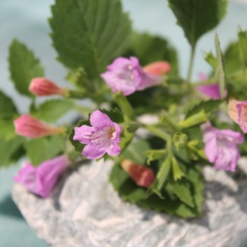Gartenbergminze großblütig (Samen)