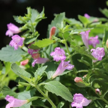 Gartenbergminze großblütig (Samen)