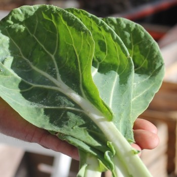 Blattkohl Asa de Cantaro (Samen)