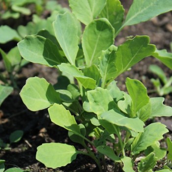 Blattkohl Asa de Cantaro (Samen)