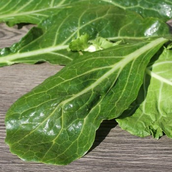 Blattkohl Cascade Glaze (Samen)