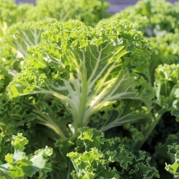 Blattkohl Emerald Ice (Samen)