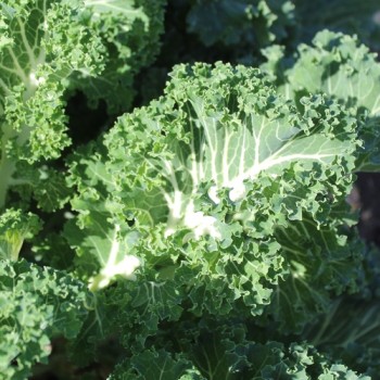Blattkohl Emerald Ice (Samen)