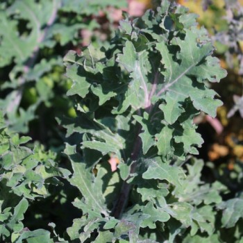 Blattkohl Red Ursa (Samen)