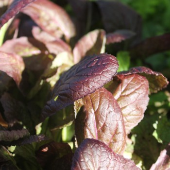 Blattsenf Garnet Giant (Samen)