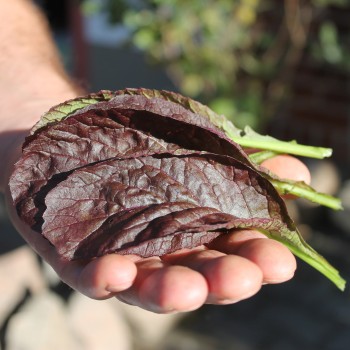 Blattsenf Garnet Giant (Samen)