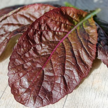 Blattsenf Garnet Giant (Samen)