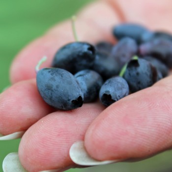 Blaubeere Blautropf (Pflanze)